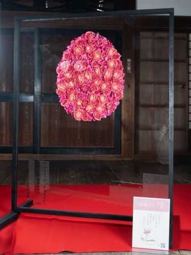 2024年花心論作品 4月『堅香子』(かたかご）