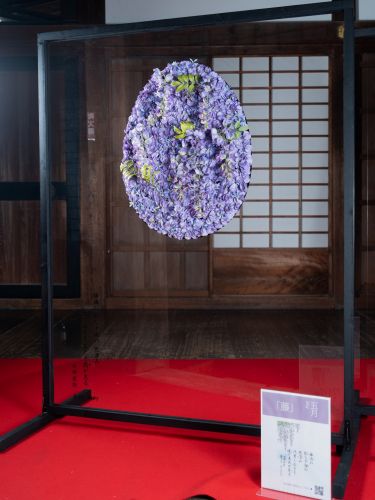 2024年花心論作品 5月『藤』