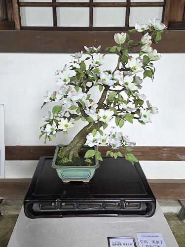 竹田 美奈子「『花みづき』」