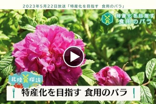 2025食香バラワークショップのフォト 2023年5月にNHK富山放送で紹介されました