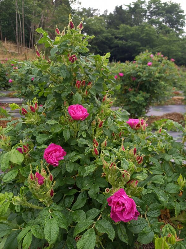 2025年 食香バラの農場