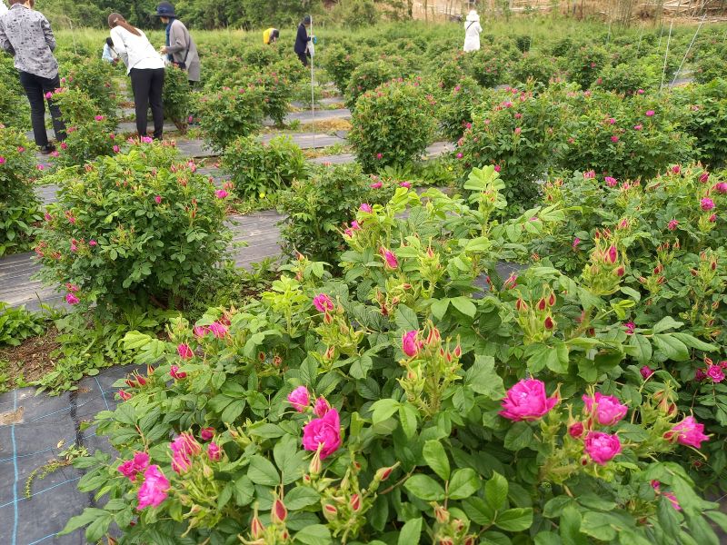 2025食香バラワークショップのフォト 食香バラの農場にて摘み取り体験