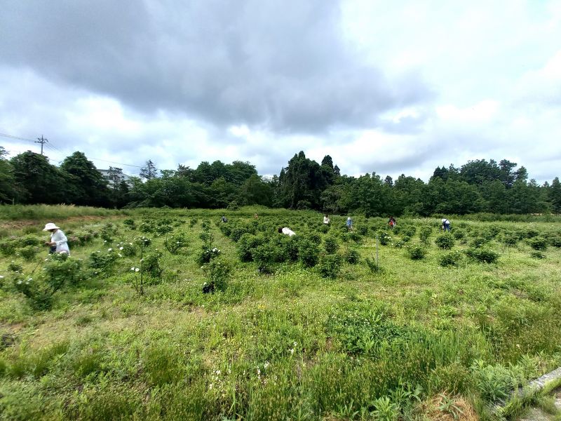 2025食香バラワークショップのフォト 食香バラの農場