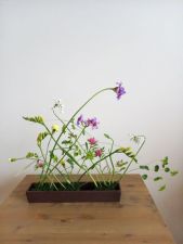 『茎の美しさ』交差
